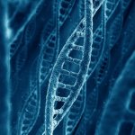 Исследование: удаление генов может увеличить продолжительность жизни на 60 процентов