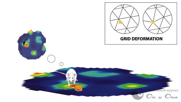 Изменение активности нейронов решётки, когда крыса ищет что-то вкусное, соответствует тому, как если бы узел координатной сетки сместился поближе к искомой цели. (Иллюстрация: Charlotte Boccara / University of Oslo)